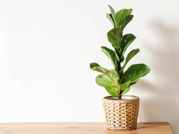 Decorative fiddle leaf fig thriving in a sunny apartment in Iowa City