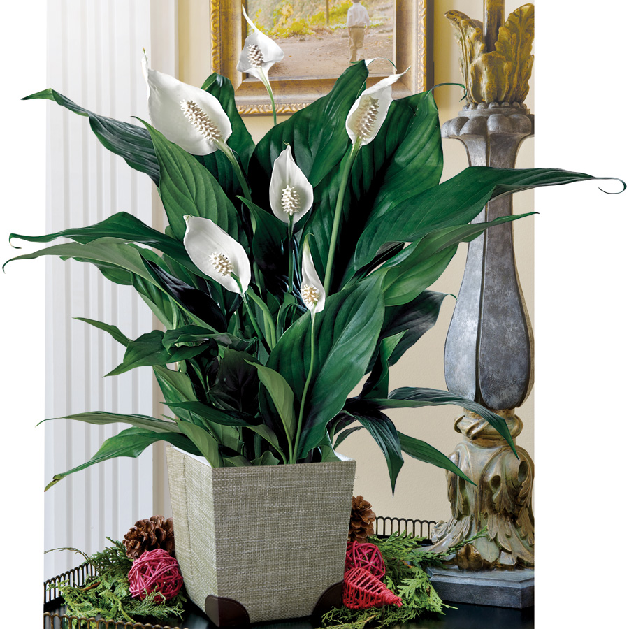 Peace lily in bloom, ideal for brightening your apartment rental in Iowa City
