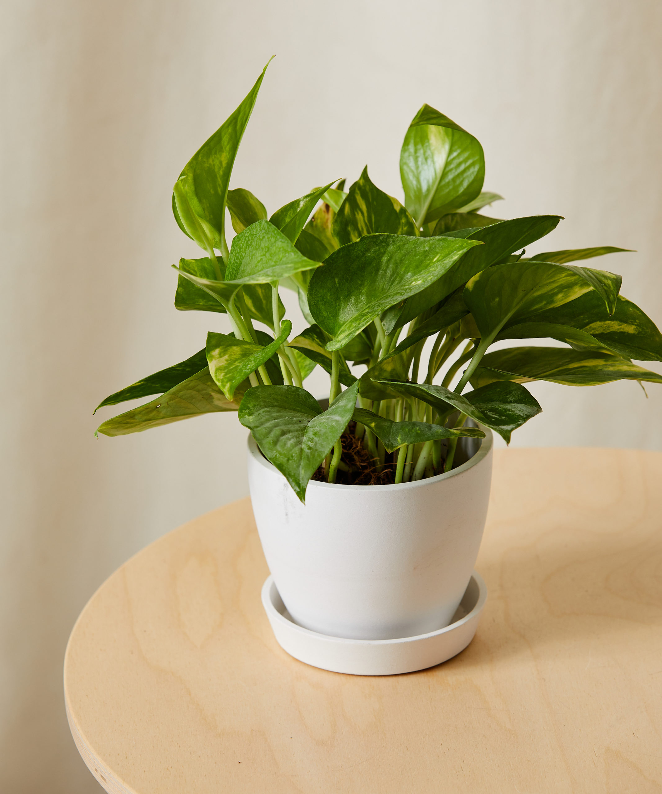 Green pothos plant adding natural decor to Iowa City apartment living area