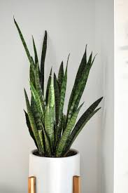 Indoor snake plant adding greenery to Iowa City apartment living space