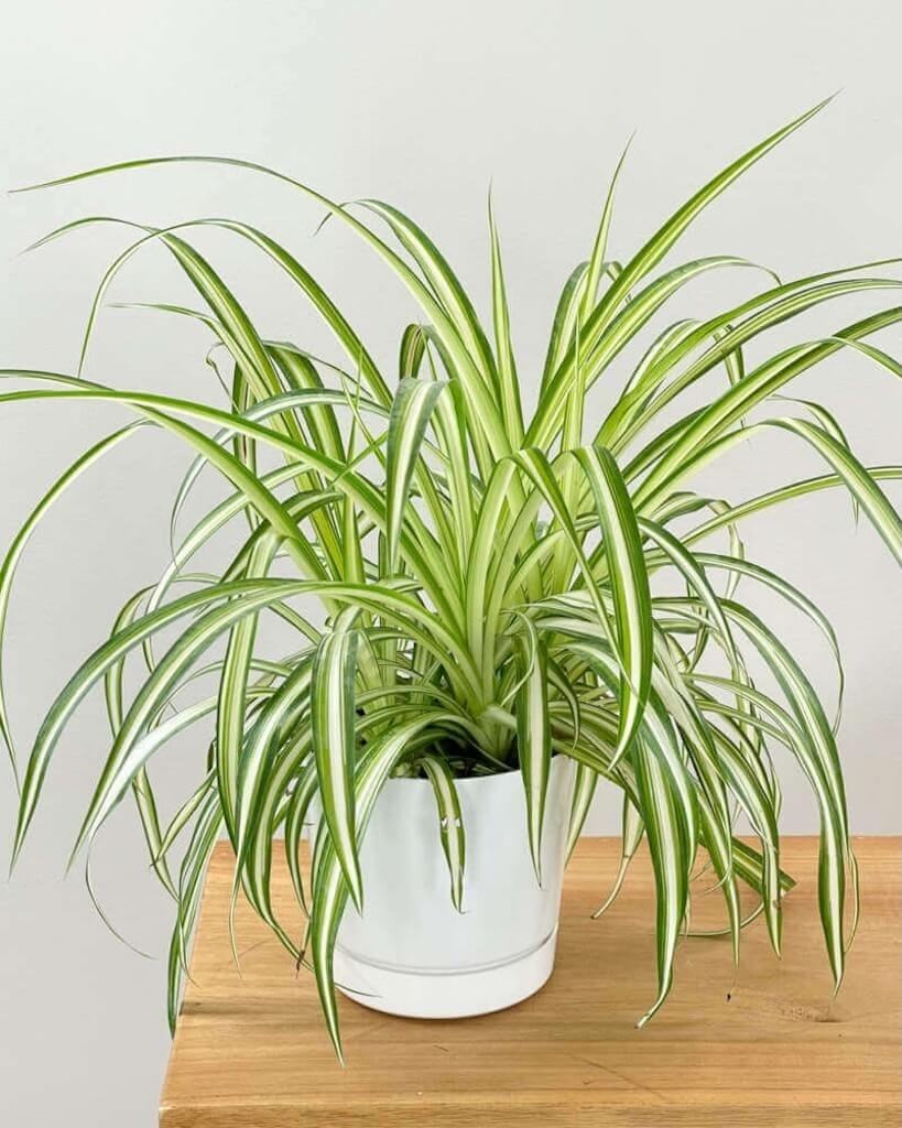 Easy-care spider plant in a kitchen window – great for renters in Iowa City