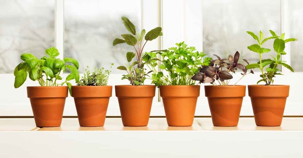 Fresh herbs growing in colorful pots on a sunny apartment balcony in Iowa City