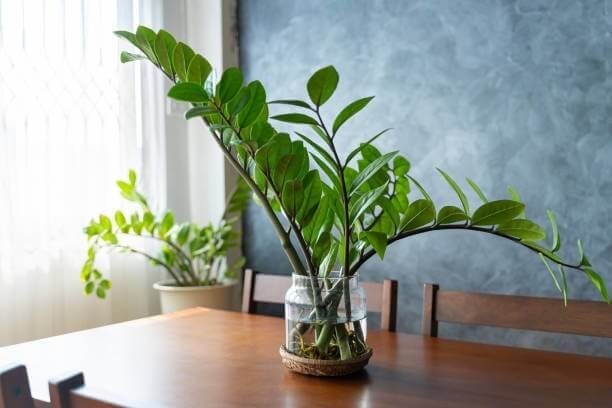 Hardy ZZ plant perfect for low-light Iowa City apartment spaces